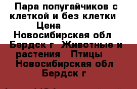 Пара попугайчиков с клеткой и без клетки › Цена ­ 3 000 - Новосибирская обл., Бердск г. Животные и растения » Птицы   . Новосибирская обл.,Бердск г.